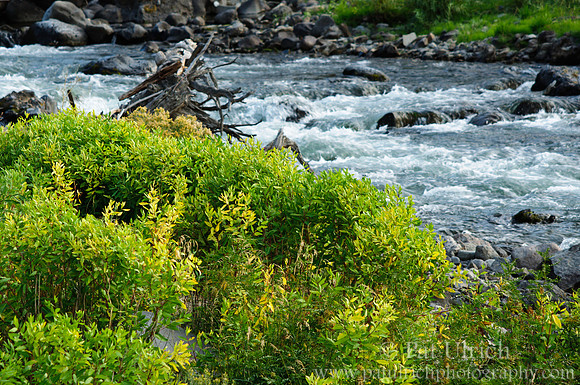 Willows along the Gardner River