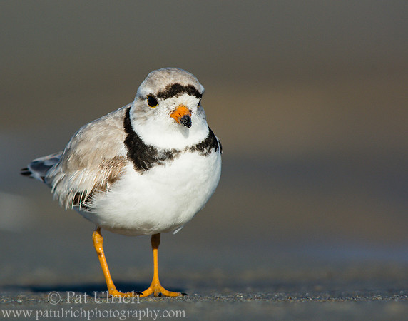 Piping plover standing tall