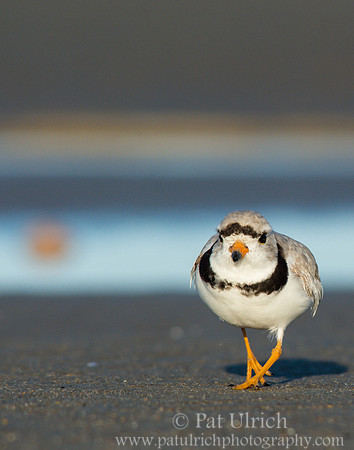 Piping plover watching for prey