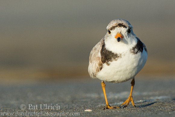 Piping plover about to run