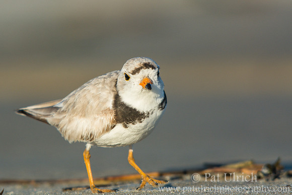 Stepping piping plover