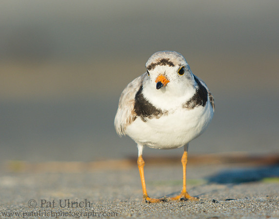 Curious piping plover
