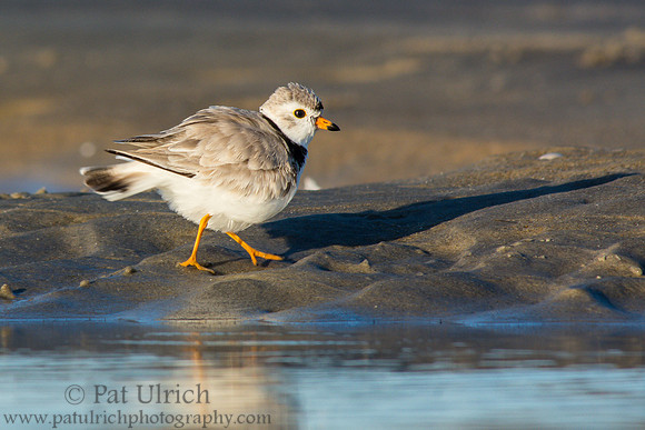Piping plover along tidal pool