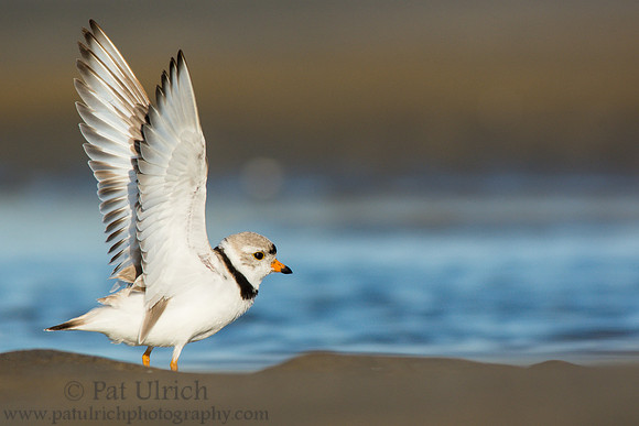 Piping plover stretches its wings