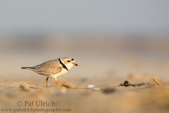 Piping plover running over the sand