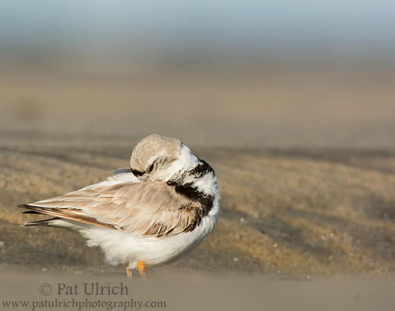 Piping plover preening at Sandy Point State Reservation