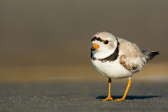 Posing piping plover