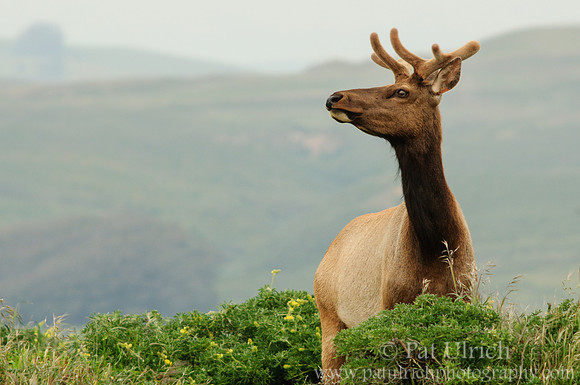 Tule elk glancing in velvet