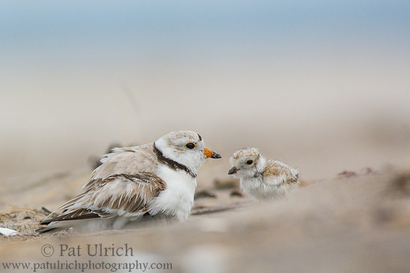 Piping plover chick returns to brood