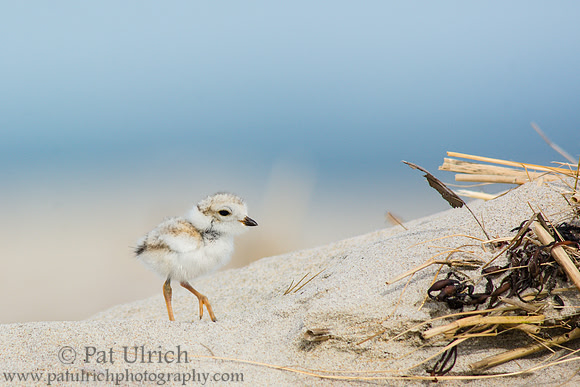 Piping plover chick walking in the sand