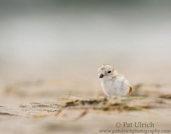 Young piping plover