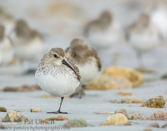 Dunlin at the edge of the flock