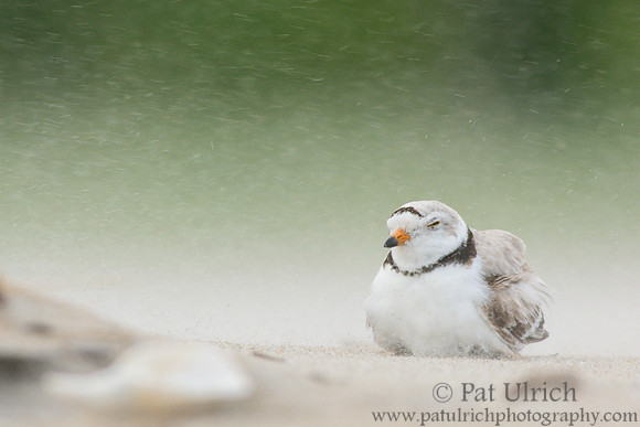 Piping plover protecting its chick from the blowing sand