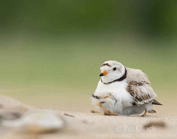 Piping plover chick wants to brood