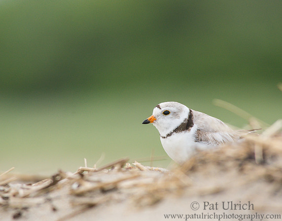 Piping plover watching over its chick
