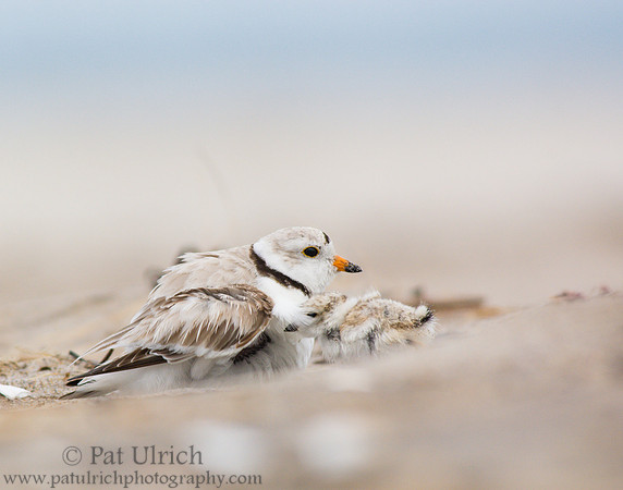 Piping plover chick tucking under its parent