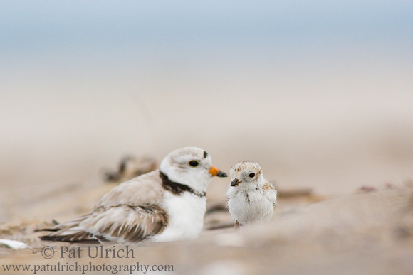 Piping plover chick with parent