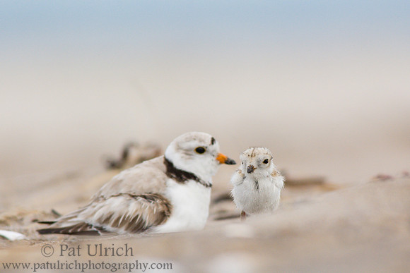 Piping plover chick returns to its parent