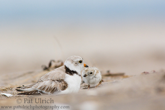 Piping plover chick snuggles in to brood