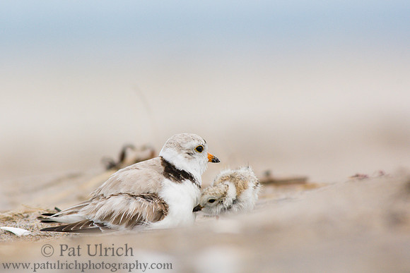 Piping plover chick returns to brood