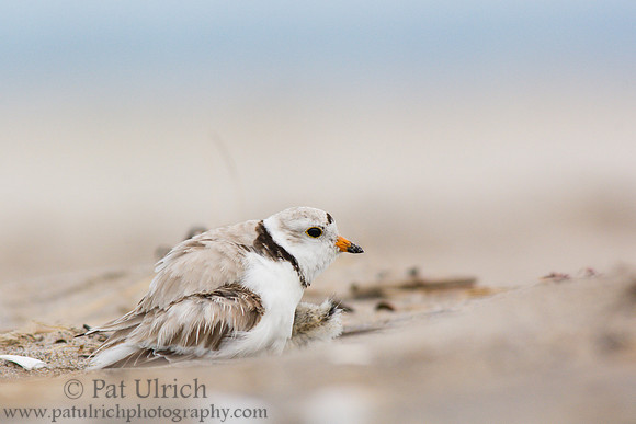 Piping plover brooding young chick