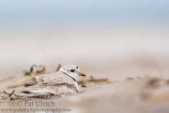 Piping plover brooding its chick