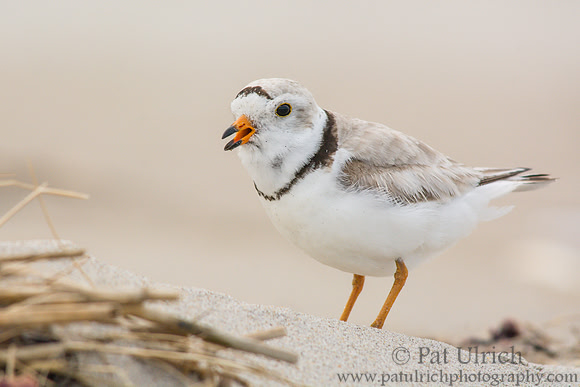 Piping plover calling to its chick