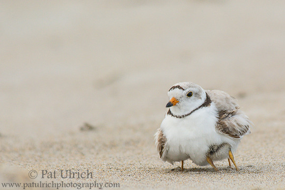Brooding piping plover