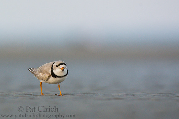 Piping plover looking for evening meal