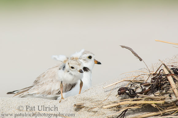 Young plover chick stretches its wings