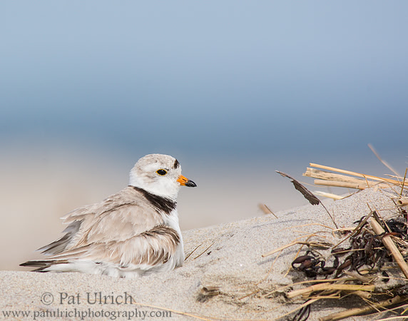 Piping plover sits tall while brooding