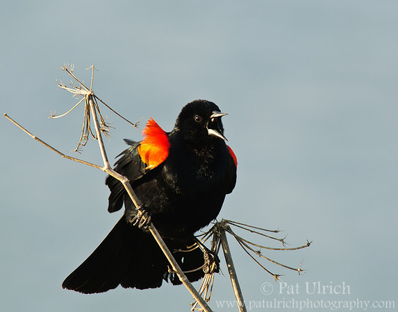 Singing blackbird