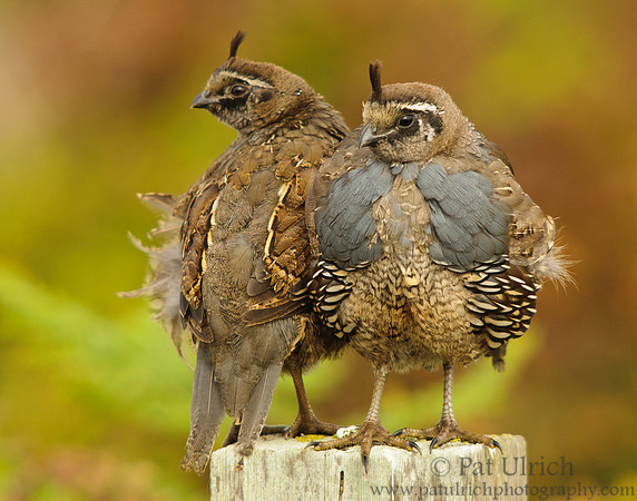 Juvenile quail