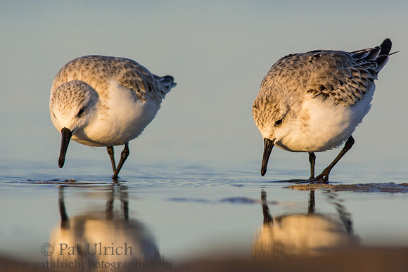 Pair of sanderlings feeding