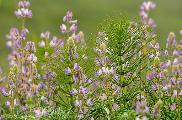 Horsetail and lupine