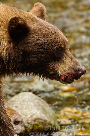 Female black bear