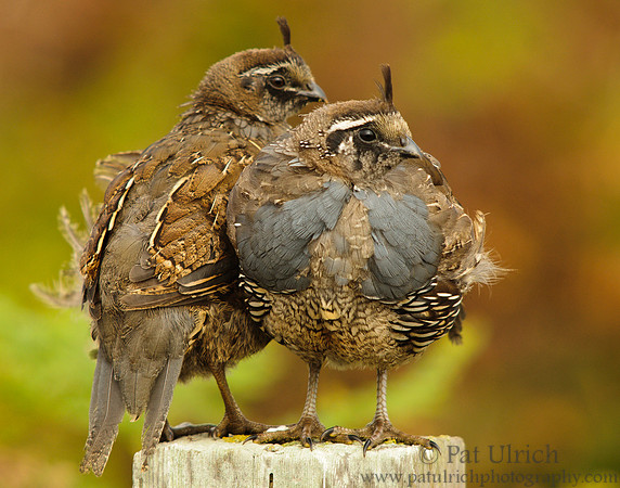 Juvenile quail on a fence