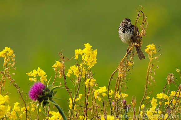 Song sparrow and wildflowers
