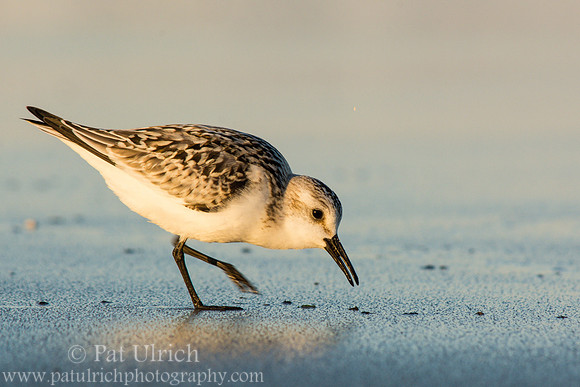 Sanderling on wet sand