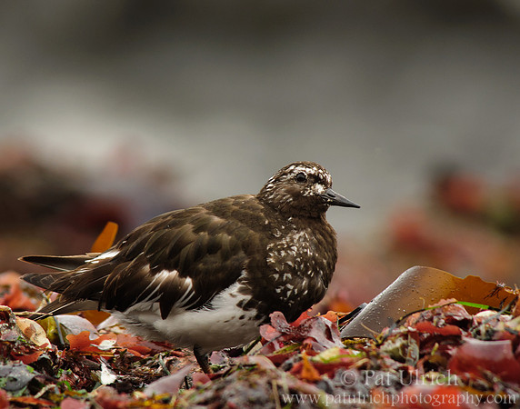 Turnstone looking up