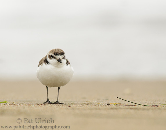 Western snowy plover