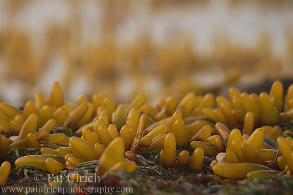 Intertidal pods