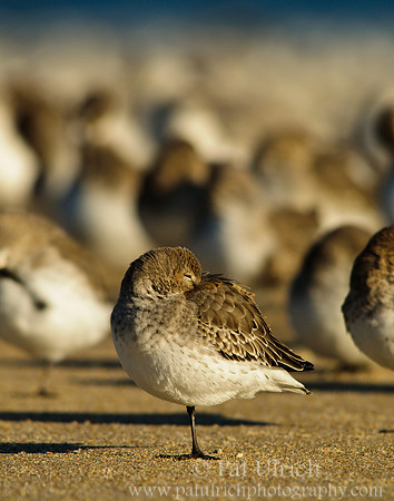 Dunlin asleep by the flock