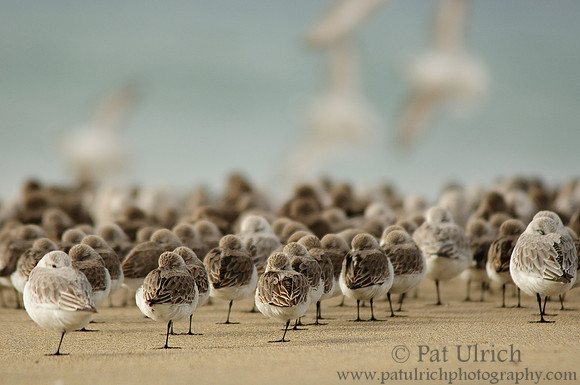 Shorebird flock rests