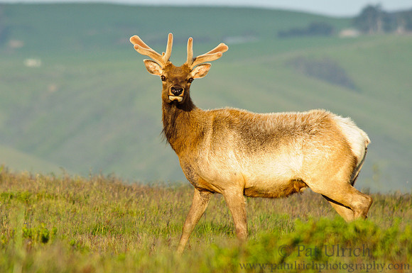 Young elk along the trail