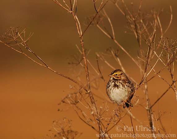 Savannah sparrow