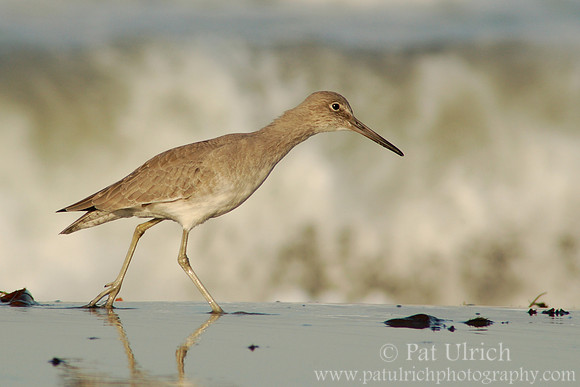 Willet on the beach