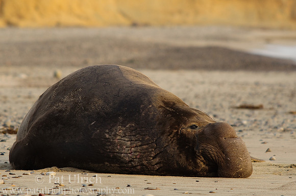 Resting giant