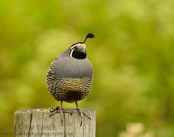 Posing quail along Pierce Point Road