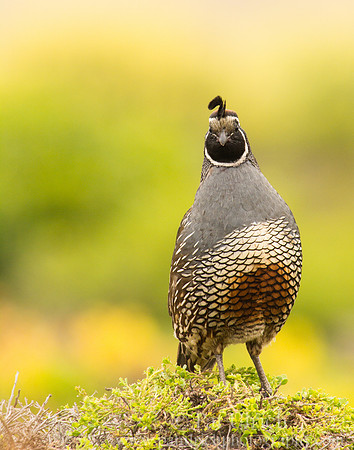 Quail chinstrap